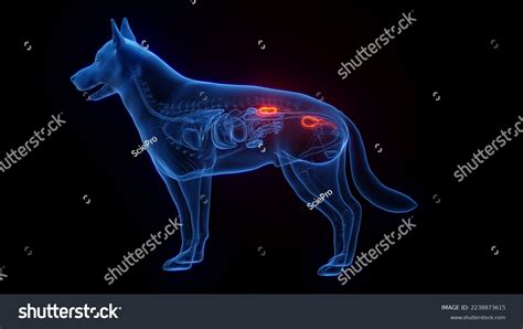 3d Rendered Medical Illustration Dog Anatomy Stock Illustration ...