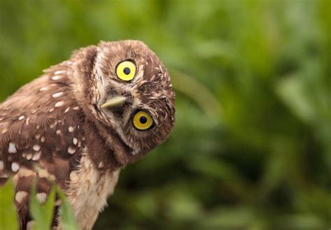 Can Owls Move Their Eyes?