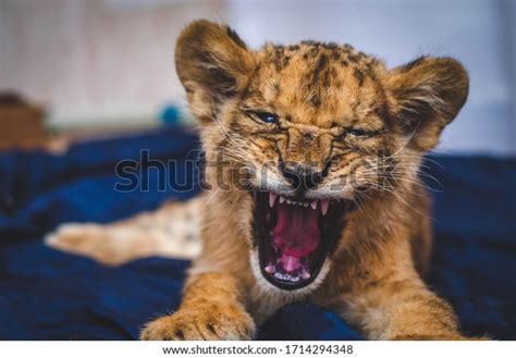 3,769 Lion Cub Roar Stock Photos, Images & Photography | Shutterstock