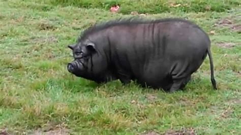 The Ugliest, Fattest Black Pig Ever - YouTube