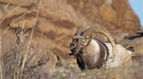 Rare animals in the Gobi desert — Mongolia Tours & Travels 2021/2022