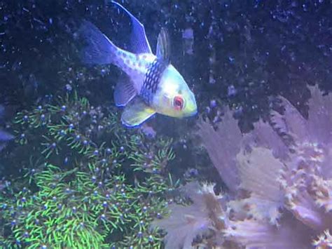 Pajama cardinalfish: A peaceful, reef safe community saltwater fish