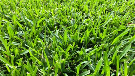 What Are The Different Types Of Grass Seed?