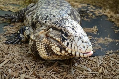 Tegu Photos - Tegus From Around The World