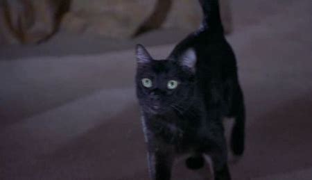 The Cats Meow: The Cats the star: Scary Movie 2 (2001)