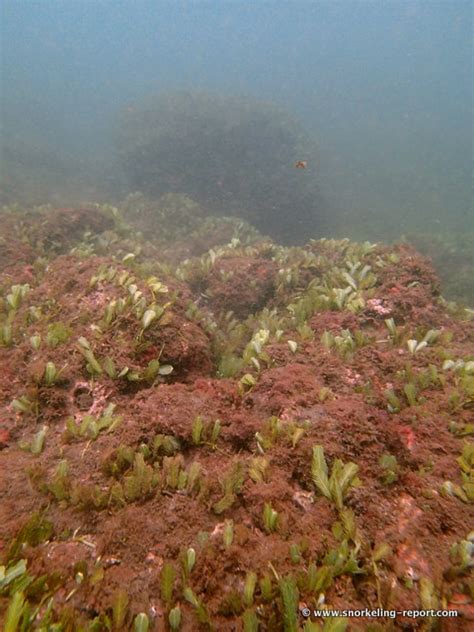 Snorkeling in Playa Conchal, Guanacaste | Snorkeling in Costa Rica