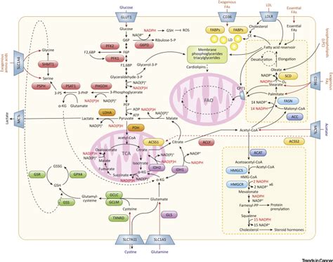 Lipid Metabolism at the Nexus of Diet and Tumor Microenvironment: Trends in Cancer