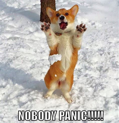 25 Best Corgi Memes of All Time | Page 3 of 7 | The Paws