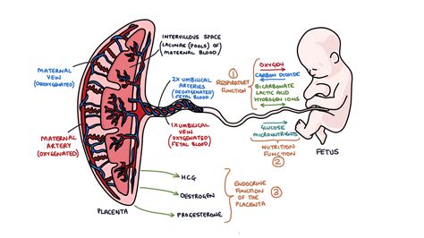 Function of the Placenta – Zero To Finals