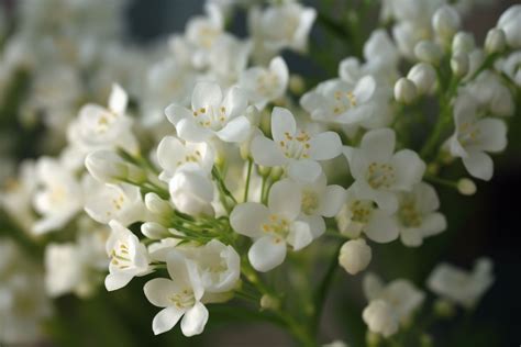 White Wax Flower Meaning, Symbolism & Spiritual Significance - Foliage ...