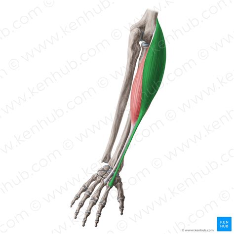 Musculus Extensor Carpi Radialis Longus