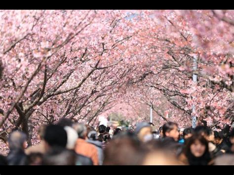 Gyeongju Cherry Blossom Tour | 경주불국사 벚꽃 1일투어(서울출발 왕복셔틀) : TRIPPOSE