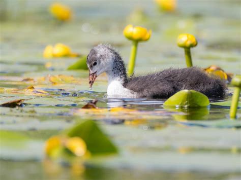 Coot Bird Facts (Fulica atra) | Birdfact