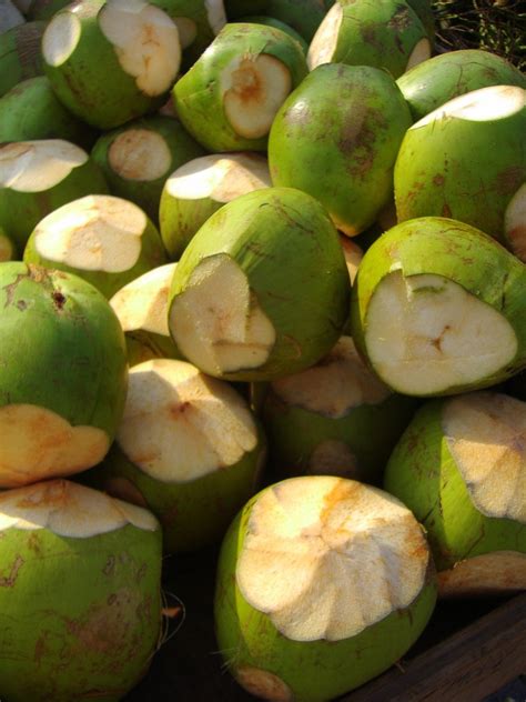 Green Coconuts Free Photo Download | FreeImages