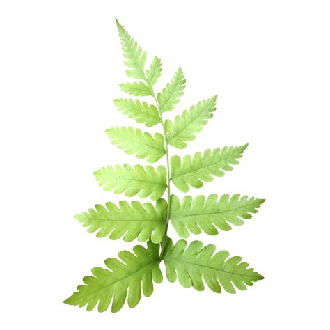 Fern Leaves, Ferns, Polypodiophyta, Fern PNG Transparent Clipart Image ...