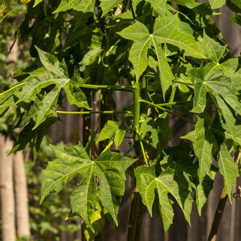 How to Grow Chaya, or 'Tree Spinach', plus Chaya Tamales Recipe