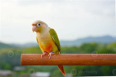 Green cheek conure Cinnamon color on the sky and mountain background, the small parrot of the ...