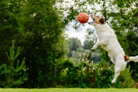 How to Train Your Dog to Catch a Ball | Wag!