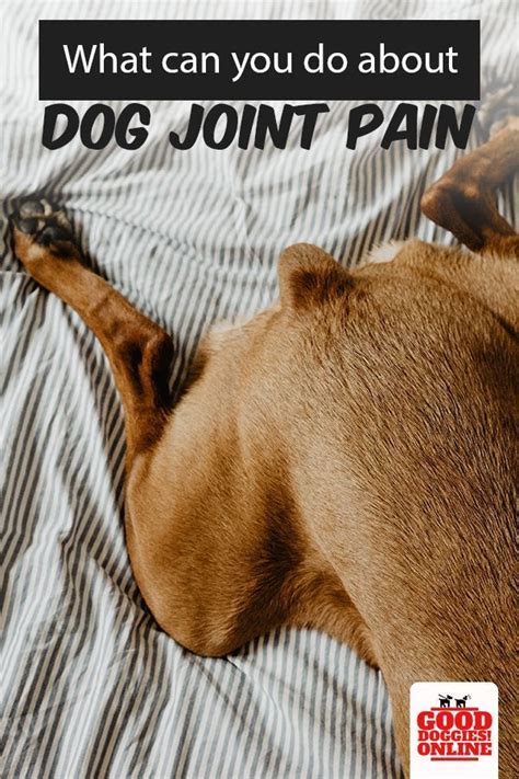 Is your dog struggling with dog joint pain? This can be hard for dog lovers to see their dogs in ...