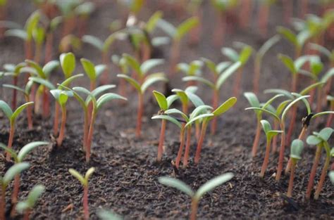 Stages of Growing Tomatoes from Seed: Steps, Time, and Lifecycle