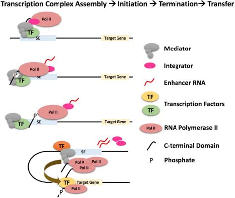 Protein Synthesis Rna Processing