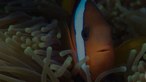 Clownfish Facts - Great Barrier Reef Foundation - Great Barrier Reef ...