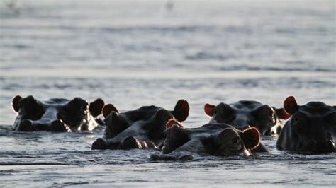 The Incredible Wildlife Of The Zambezi River | AFKTravel