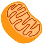 Fast Food, Lunch-Dinner, Hot Dog | Free SVG