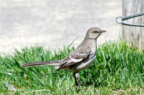 Urban Wildlife Guide: The Mockingbird Wing-Flash