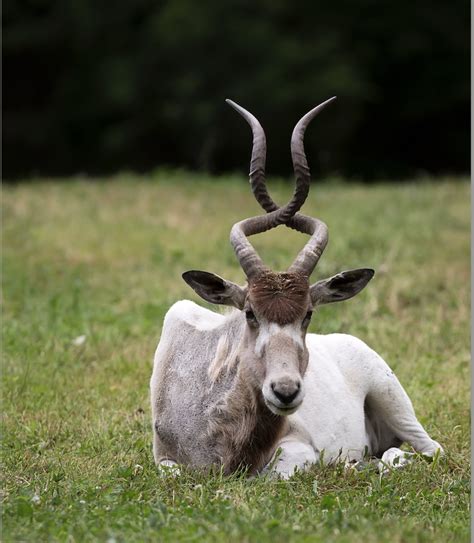 Addax Antelope - SAFE Worldwide