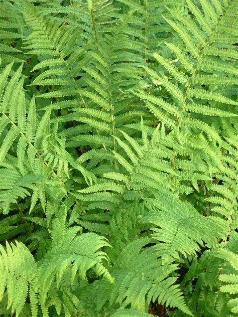 For Shade | Dryopteris filix-mas - The Beth Chatto Gardens