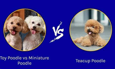 Toy Poodle vs Miniature Poodle vs Teacup Poodle - IMP WORLD