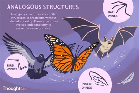 Analogous Structures in Evolution