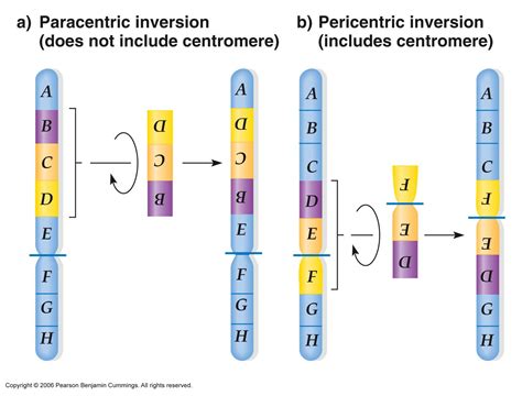 Chromosome Inversions: radiation causes 2 double-strand breaks in a chromosome; chromosome ...