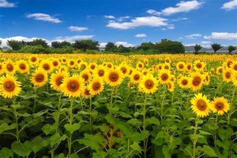 Best of Hokkaido & Honshu: Sunflowers & Summer Flowers 2022-2023-2024 l All Japan Tours