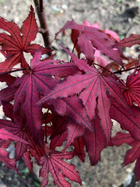 Buy Acer palmatum 'Purple Ghost' Japanese Maple — Mr Maple │ Buy ...