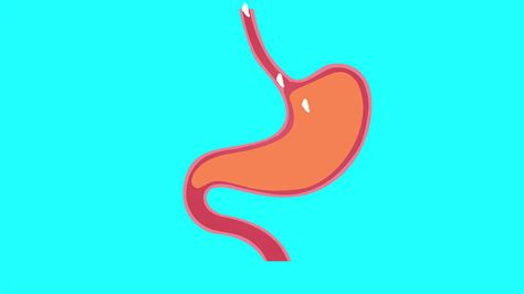 Human Digestive System Animation