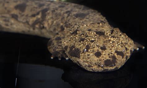 Japanese giant salamander | Smithsonian's National Zoo