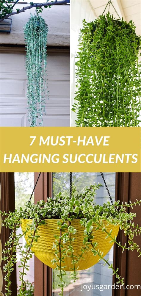 7 popular hanging succulents to love – Artofit