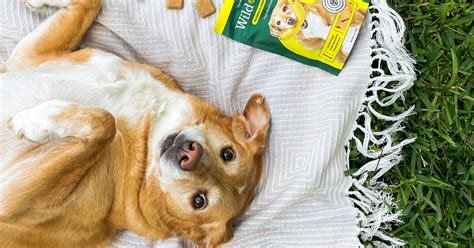 A Fully Vegan Line of Dog Food and Treats Just Launched at a National Pet Food Chain | VegNews