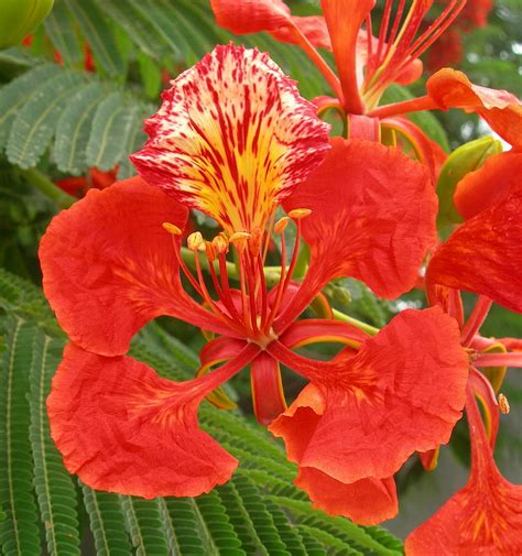 Obsessed with Red "GULMOHAR" | Gulmohar: Common name: Flame … | Flickr