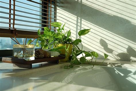 Best Indoor Plants for Your Home and Office | ArticleIFY