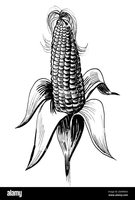 Corn plant crop. Ink black and white drawing Stock Photo - Alamy