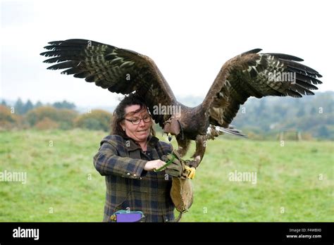 female falconer with eagle Stock Photo - Alamy