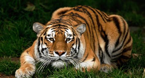 #719365 Big cats, Tigers - Rare Gallery HD Wallpapers