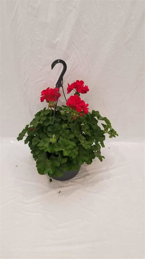 10″ Geranium Hanging Basket – Greenfield Gardens