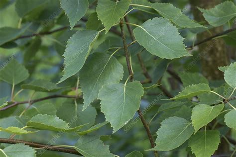 Young silver birch leaves - Stock Image - C043/7922 - Science Photo Library