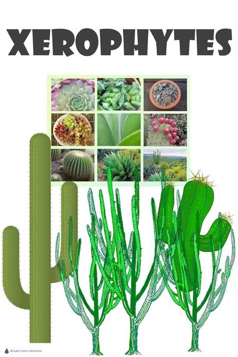 Xerophytes - plants with extremely low water requirements | Plants, Desert plants, Low water plants