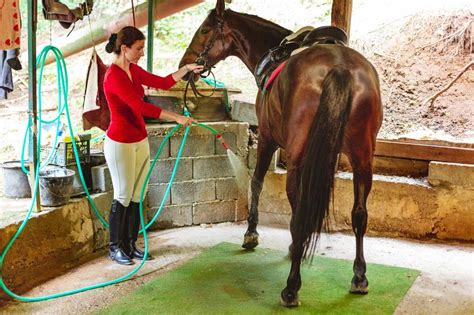 How to Clean a Horse's Sheath | LoveToKnow Pets