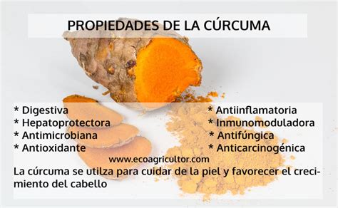 Honesto Plantación Maquinilla de afeitar beneficios de la curcuma para ...